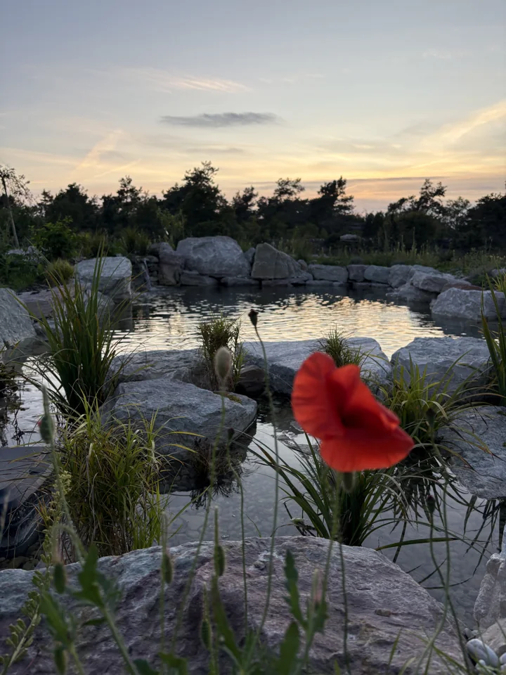 En röd blomma framför naturpoolen i skymningen