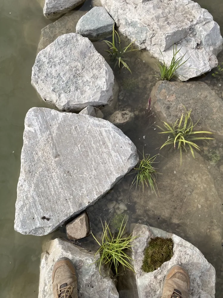 Klar naturpool i svensk trädgård